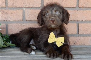 Makai - Labradoodle for sale