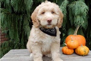 Lars - Labradoodle for sale