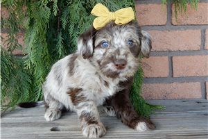 Enola - Labradoodle for sale
