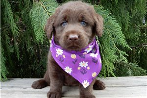 Buffy - Labradoodle for sale