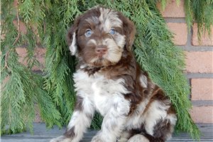Elise - puppy for sale