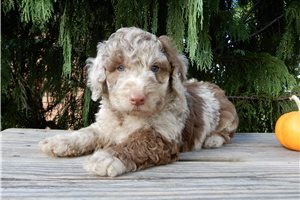 Laramie - Labradoodle for sale