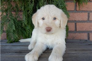 Ellison - puppy for sale