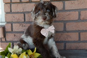 Emily - Labradoodle for sale