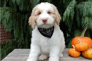 Lawrence - Labradoodle for sale