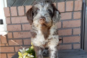 Evita - Labradoodle for sale