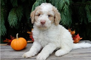 Lawrence - Labradoodle for sale