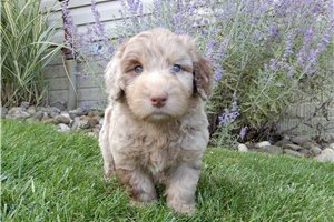 Larkin - Labradoodle for sale