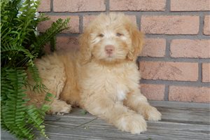 Blondie - Labradoodle for sale