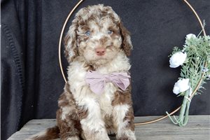 Aphra - puppy for sale