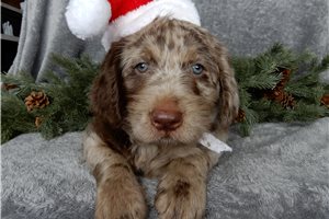 Devon - Labradoodle for sale