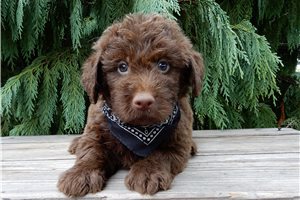 Benjamin - puppy for sale