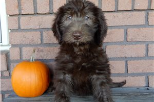 Bailey - puppy for sale