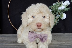 Anya - puppy for sale