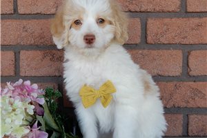 Madison - puppy for sale