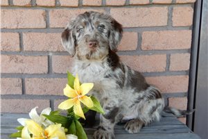 Eskimo - Labradoodle for sale