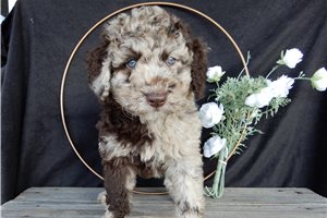 Alexandro - puppy for sale