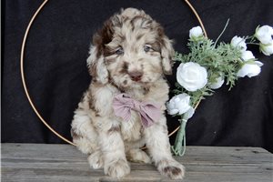 April - puppy for sale