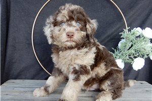 Alexei - puppy for sale