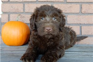 Brielle - Labradoodle for sale