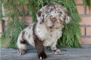 Eskimo - Labradoodle for sale
