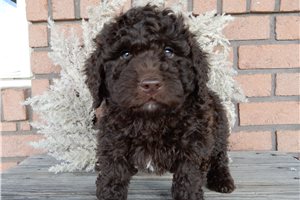 Alford - Labradoodle for sale