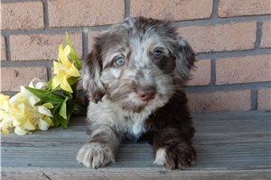 Enola - Labradoodle for sale