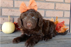 Celeste - puppy for sale