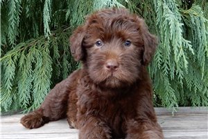 Blake - puppy for sale