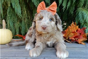 Callie - puppy for sale