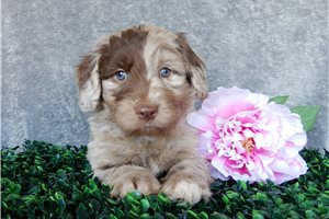 Blossom - Labradoodle for sale