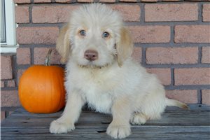 Bryson - Labradoodle for sale