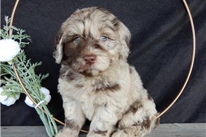 Alfie - puppy for sale