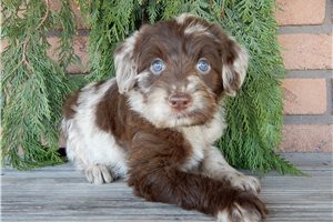 Emily - puppy for sale