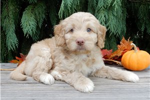 Lars - Labradoodle for sale