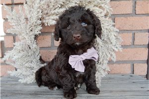 Antoinette - puppy for sale