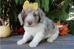 Collette - puppy for sale