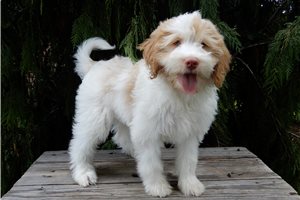 Bliss - Labradoodle for sale