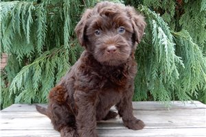 Bennett - puppy for sale