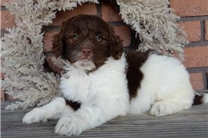 Anna - puppy for sale