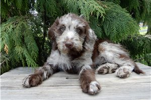 Evita - Labradoodle for sale