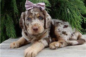 Brooke - Labradoodle for sale