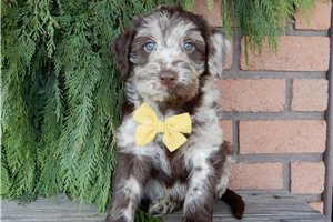 Evita - puppy for sale