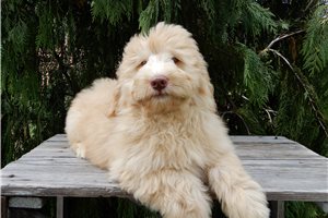 Blip - Labradoodle for sale