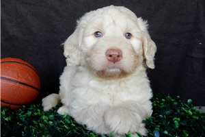 Blue - puppy for sale