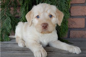 Edith - Labradoodle for sale