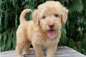 Bella - puppy for sale