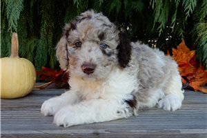 Castor - Labradoodle for sale