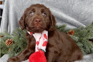 Mrs. Claus - Labradoodle for sale