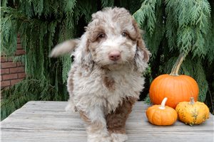 Laramie - Labradoodle for sale